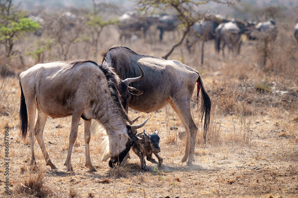 A blue wildebeest mother tries to help her newborn wildebeest stand in Nairobi National Park Kenya