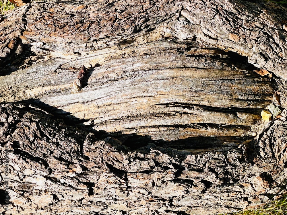 view of old tree bark taken from close range view of old tree bark taken from close range