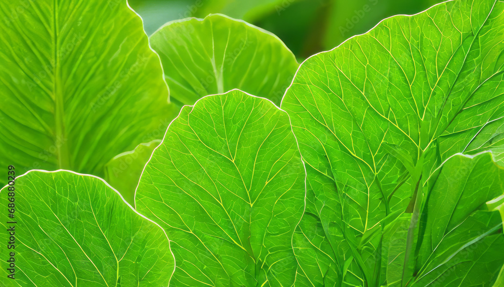 Verdant Curves of Spring Verdant Curves of Spring