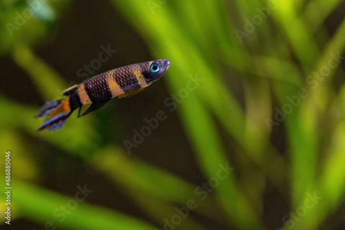 A tiny fish with stripes and a blue tail.