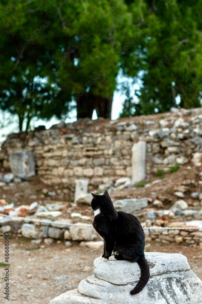 A cat is resting under an ancient sculpture. Cute cat is posing. A cat is resting under an ancient sculpture. Cute cat is posing.