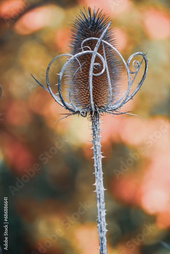 Dried ornamental thistle / dipsacus laciniatus in nature on autumn background, bokeh, close-up, shallow depth of field.