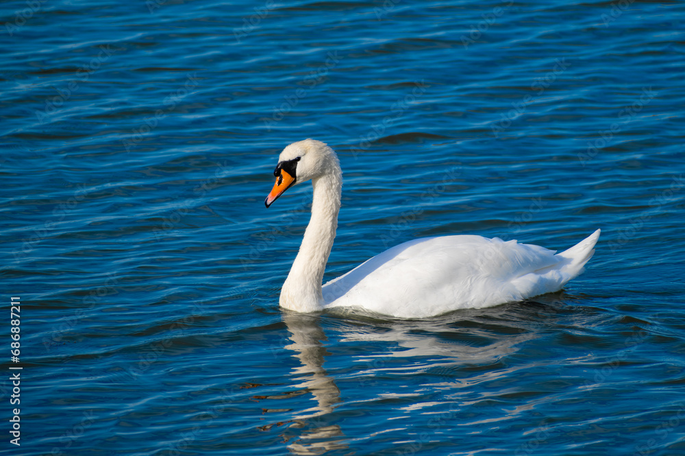 Swan in the ocean Swan in the ocean