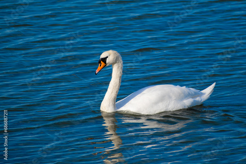Swan in the ocean