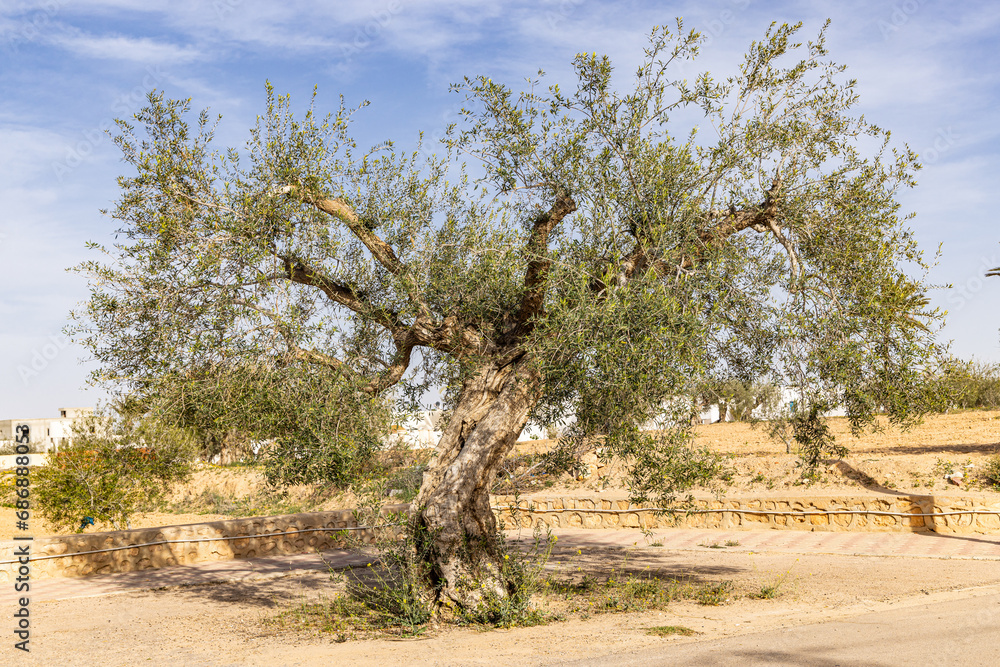 An old olive tree in a desert courtyard. An old olive tree in a desert courtyard.