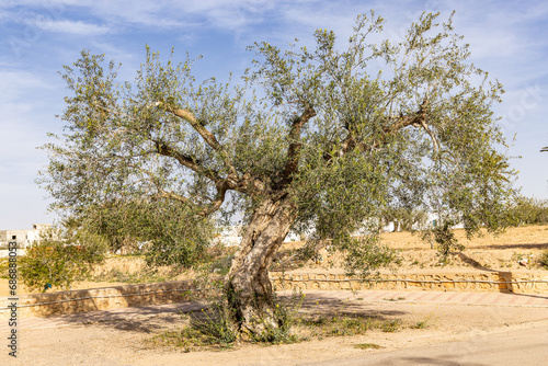 An old olive tree in a desert courtyard.