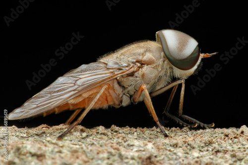 macro of a fly photo