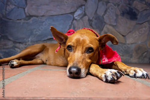 Brown dog lying on the floor with red bandana on her head