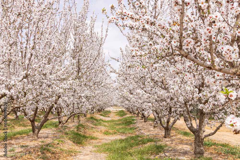 Almond blossoms in a Tunisian orchard. Almond blossoms in a Tunisian orchard.