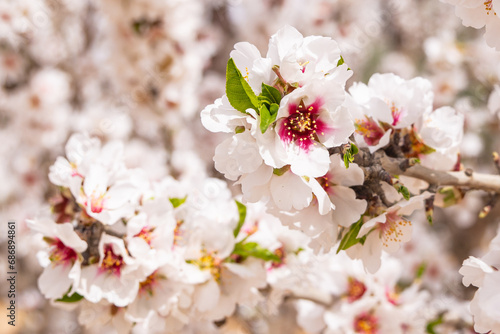 Almond blossoms in a Tunisian orchard. © Emily_M_Wilson