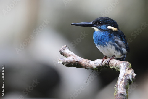  Javan blue-banded kingfisher (Alcedo euryzona), is a species of kingfisher in the subfamily Alcedininae. It is endemic to and found throughout Java. photo