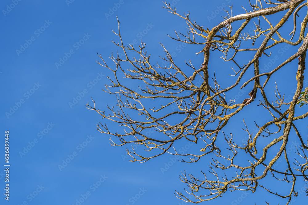 Bare branches covered with yellow moss in the sunlight against a blue sky - this is the concept of autumn, nature and change, showing the beauty and contrast of the season Bare branches covered with yellow moss in the sunlight against a blue sky - this is the concept of autumn, nature and change, showing the beauty and contrast of the season