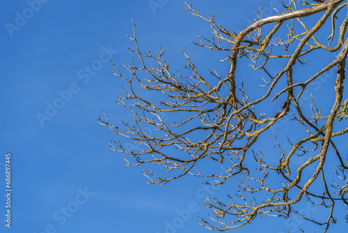 Bare branches covered with yellow moss in the sunlight against a blue sky - this is the concept of autumn  nature and change  showing the beauty and contrast of the season