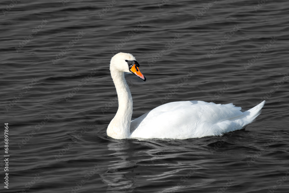 White swan in black ocean White swan in black ocean