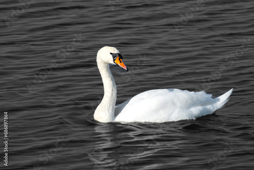 Fototapeta Naklejka Na Ścianę i Meble -  White swan in black ocean