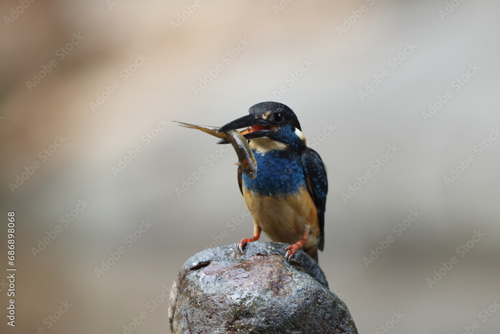 Javan blue-banded kingfisher (Alcedo euryzona), is a species of kingfisher in the subfamily Alcedininae. It is endemic to and found throughout Java. Javan blue-banded kingfisher (Alcedo euryzona), is a species of kingfisher in the subfamily Alcedininae. It is endemic to and found throughout Java.