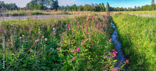 Panorama view on ditch overgrown by Himalayan balsam (Impatiens glandulifera). Invasive weeds which likes wet ground. Northern Sweden photo