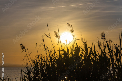 Green Cortaderia Selloana Pumila feather pampas grass next to the lake on the orange sunset sky background