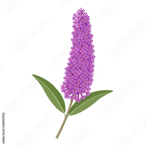 Vector illustration, Buddleja davidii, also called summer lilac, isolated on white background.