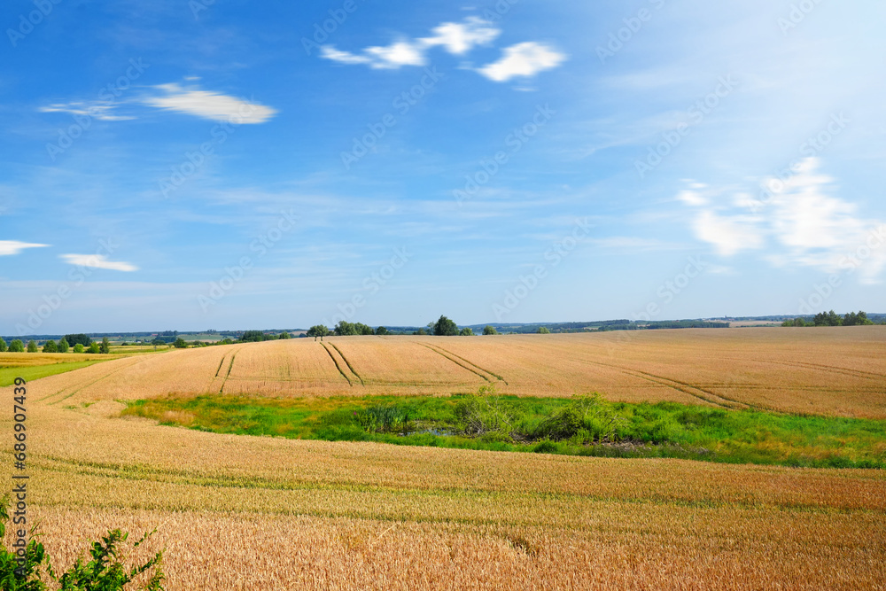 Beautiful panoramic view of a lush, golden wheat field on a bright, sunny summer day in the picturesque countryside of Poland, under a clear, vibrant blue sky.
