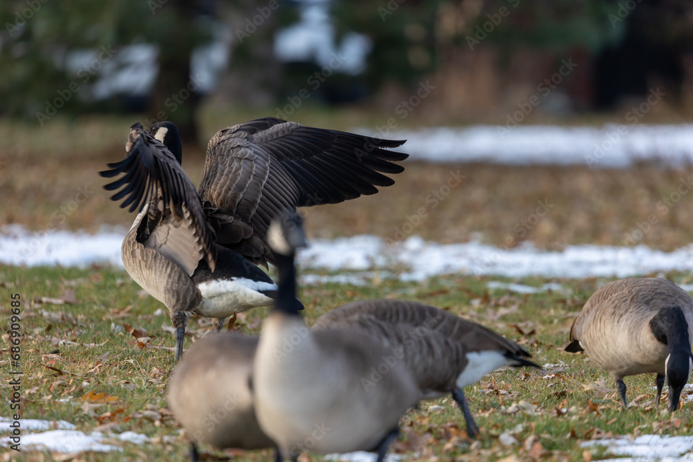 Aggressive Colorado Geese Fighting Aggressive Colorado Geese Fighting
