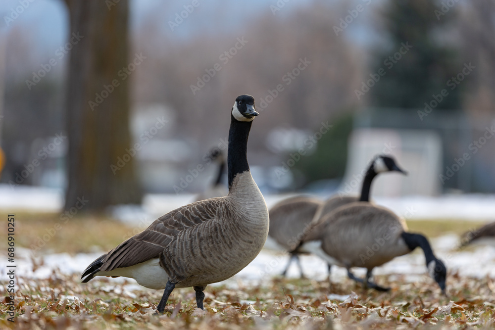 Fototapeta premium Portrait of Canada Goose in Boulder Colorado