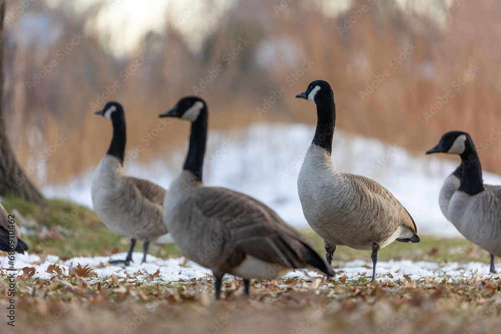 Flock of Canadian Geese in Boulder Colorado Snow Winter 2023 Flock of Canadian Geese in Boulder Colorado Snow Winter 2023