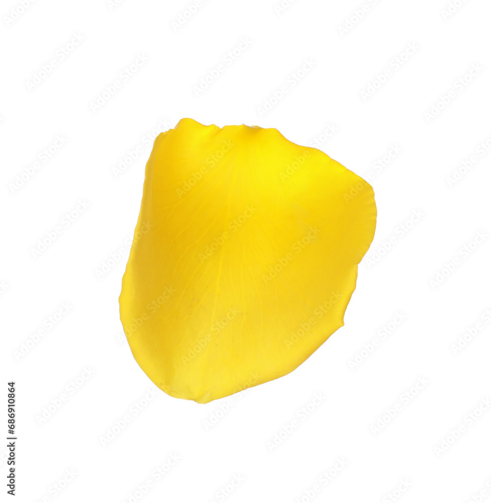 Beautiful yellow rose petal isolated on white Beautiful yellow rose petal isolated on white