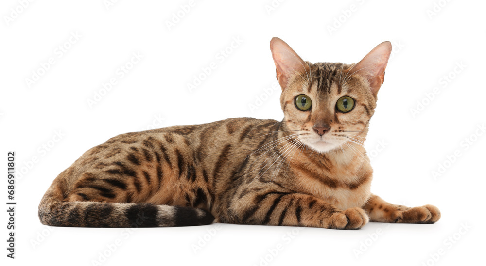 Fototapeta premium Cute Bengal cat on white background. Adorable pet
