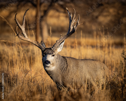 Non-typical Mule deer buck (odocoileus hemionus) standing broadside in tall grass during fall deer rut Colorado, USA