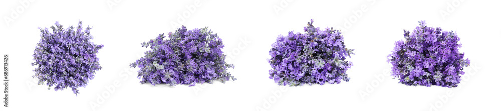 Obraz premium Bunches of beautiful lavender flowers isolated on white, set