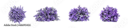 Bunches of beautiful lavender flowers isolated on white  set