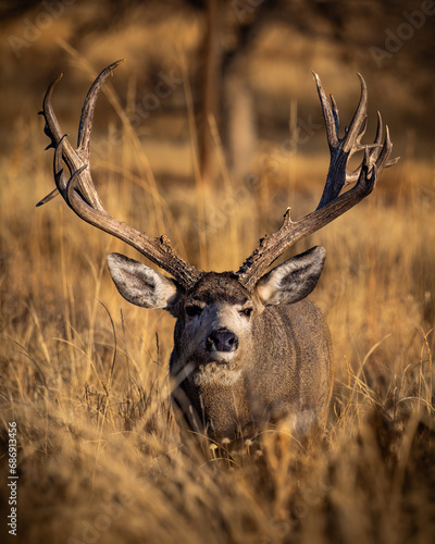 Non-typical Mule deer buck (odocoileus hemionus) walking head on in morning sunlight during fall deer rut Colorado, USA	 photo