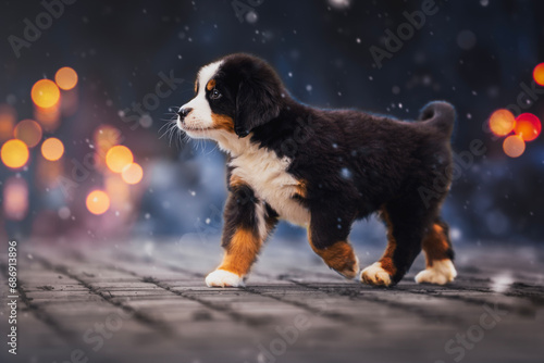 Bernese Mountain Dog puppy in snow