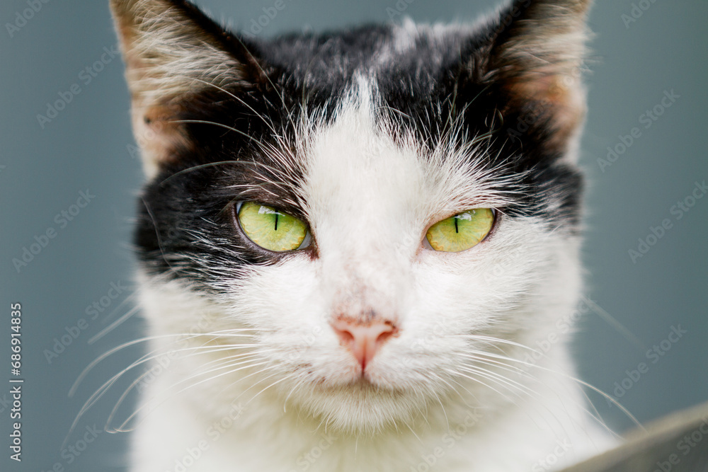 Cat looking at the camera, animal closeup Cat looking at the camera, animal closeup