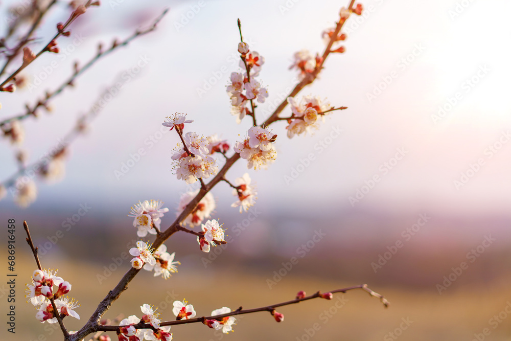 Twigs of flowering fruit trees with selective focus, toned. Spring background with copy space