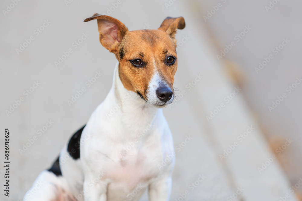 Cute dog of the Jack Russell Terrier breed close-up. Pet portrait with selective focus and copy space