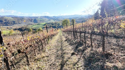 Panoramic landscape of terraced vineyards with grapes in Emilia winegrowing Valsamoggia town in Italian countryside and Emilian vineyards of Italy. Famous for barbera wine of Valsamoggia. photo