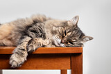 Relaxed cat lying on chair with gray background. Super senior cat sleeping or napping peaceful sideways. 15 years old, female,  long hair tabby cat. Selective focus.