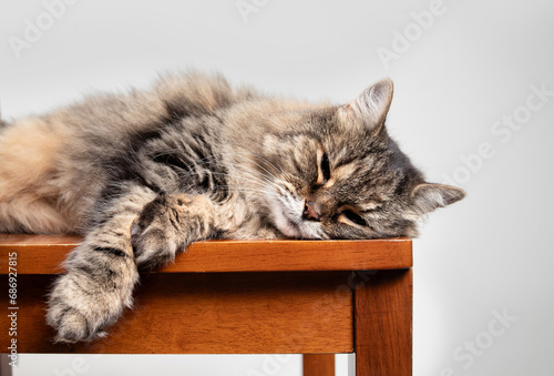 Relaxed cat lying on chair with gray background. Super senior cat sleeping or napping peaceful sideways. 15 years old, female,  long hair tabby cat. Selective focus. photo