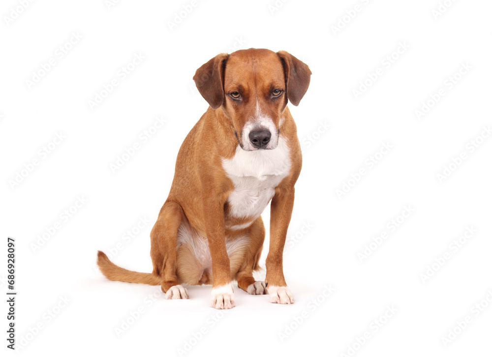 Isolated dog sitting and looking at camera. Cute puppy dog with focused or waiting body language. Dog obedience training. 2 years old female harrier mix dog. White background. Selective focus.
