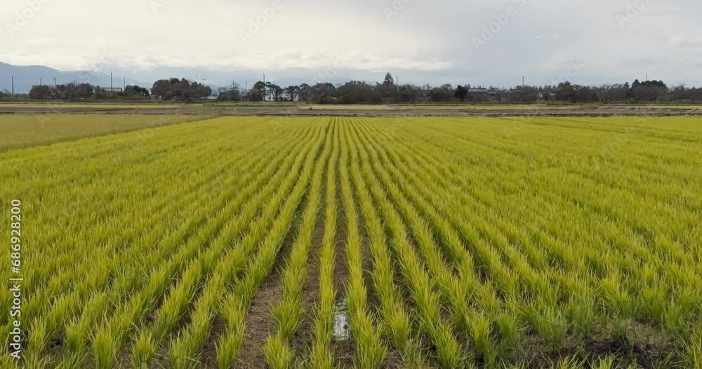 A rice field paddy near lake Biwa in Shiga Prefecture, Japan during fall season. A rice field paddy near lake Biwa in Shiga Prefecture, Japan during fall season.