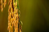 Closeup focus grain rice spike harvest agriculture golden yellow ear of rice growing in autumn in paddy field