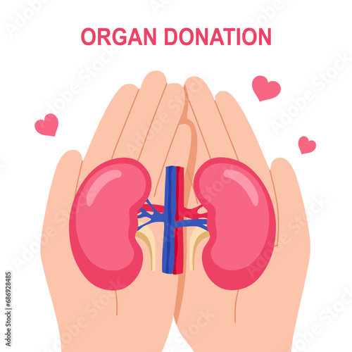 World organ donation day with kidneys for transplantation, saving lives in flat design on white background.