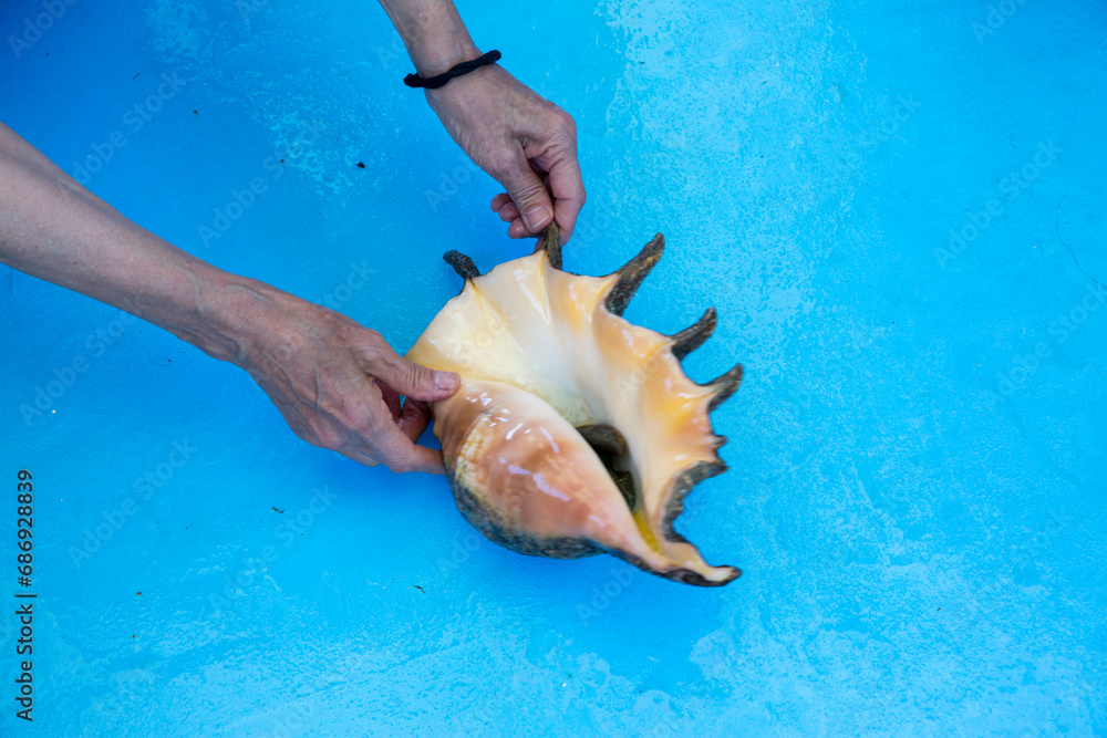 Conch shell with hands holding it on a blue table Conch shell with hands holding it on a blue table