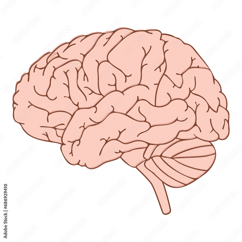 Human Brain Vector Design Illustration Diagram Human Brain Vector Design Illustration Diagram