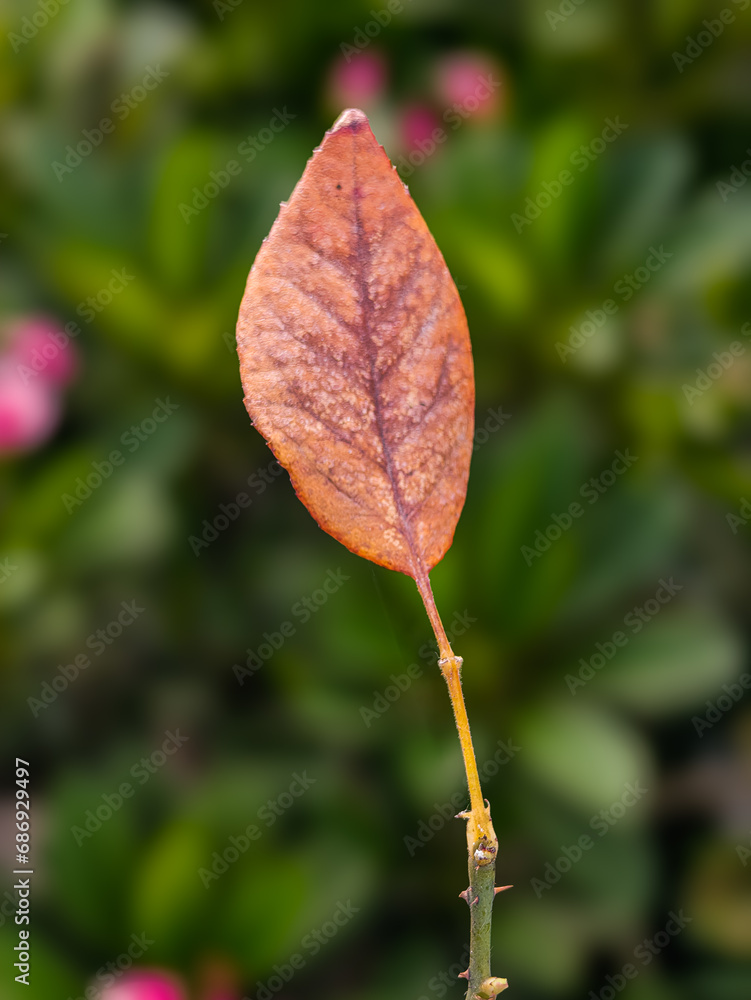 dry leaf