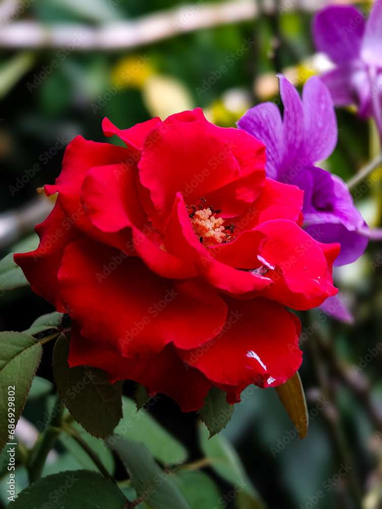 red rose in garden red rose in garden