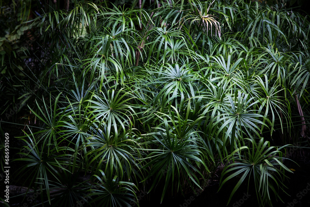 Green tropical ferns in Tahiti Green tropical ferns in Tahiti