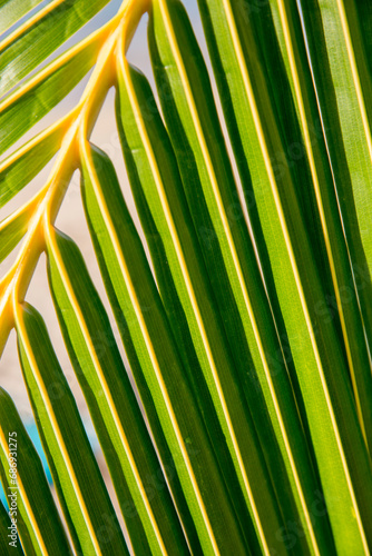 Green palm leaves tropical texture in Tahiti  photo